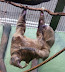 National Zoo in August