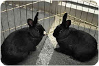 Rabbits often do best in bonded pairs. There are some great opportunities that rescue groups offer to either help you get a proper friend for a bunny you already have or to adopt 2 or 3 together. Billy Jo and Shirley are a bonded young pair of sisters. They can play for hours, stopping periodically to groom and kiss each other. They must be adopted as a pair. Rabbits often do best in bonded pairs. There are some great opportunities that rescue groups offer to either help you get a proper friend for a bunny you already have or to adopt 2 or 3 together. Billy Jo and Shirley are a bonded young pair of sisters. They can play for hours, stopping periodically to groom and kiss each other. They must be adopted as a pair.