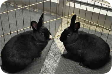 Rabbits often do best in bonded pairs. There are some great opportunities that rescue groups offer to either help you get a proper friend for a bunny you already have or to adopt 2 or 3 together. Billy Jo and Shirley are a bonded young pair of sisters. They can play for hours, stopping periodically to groom and kiss each other. They must be adopted as a pair. Rabbits often do best in bonded pairs. There are some great opportunities that rescue groups offer to either help you get a proper friend for a bunny you already have or to adopt 2 or 3 together. Billy Jo and Shirley are a bonded young pair of sisters. They can play for hours, stopping periodically to groom and kiss each other. They must be adopted as a pair.