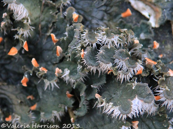 [22-dog-lichen%255B2%255D.jpg]