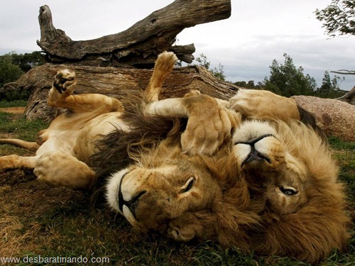 animais national geographic desbaratinando (26) animais national geographic desbaratinando (26)