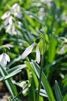 2014 március 1 alcsut redőslevelű hóvirág Galanthus plicatus (9).jpg