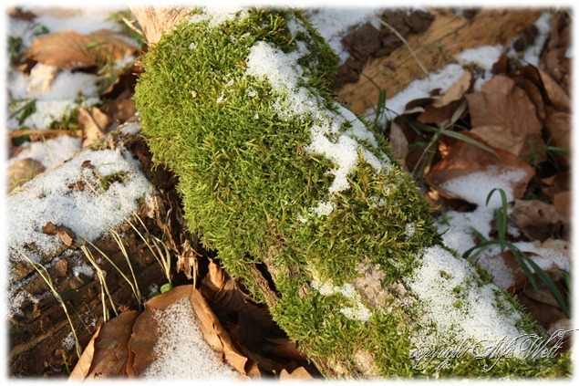 wald2