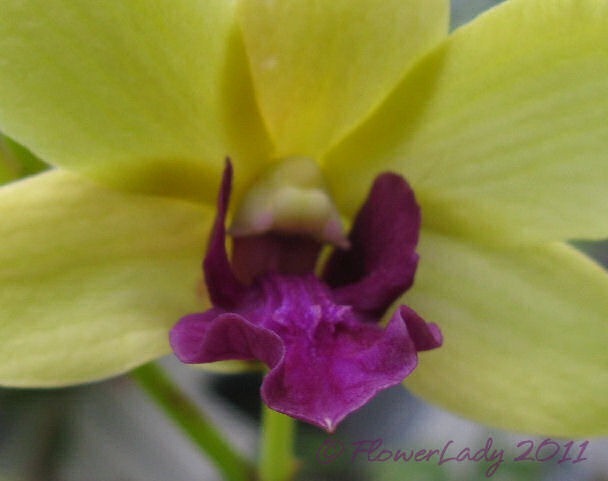 [12-09-orchids3%255B4%255D.jpg]