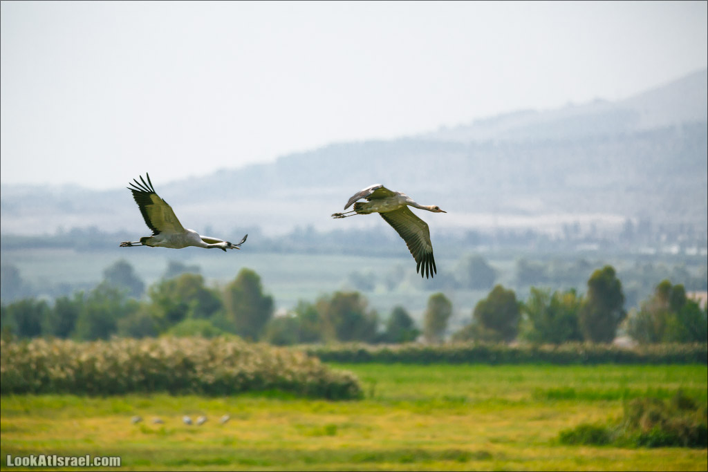 Октябрь на озере Хула