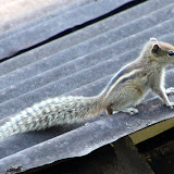 Small palm squirrels, like this one, make an incredibly shrill chirp.
