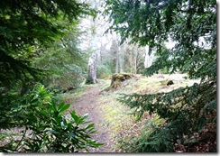 kailzie woodland path