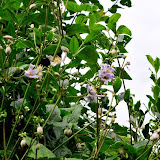 bloemen 2 011.jpg