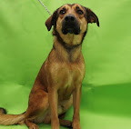 ARTEMIO
Es un lindo perro muy asustado todavia, necesita tiempo y confianza, jugueton y amoroso.