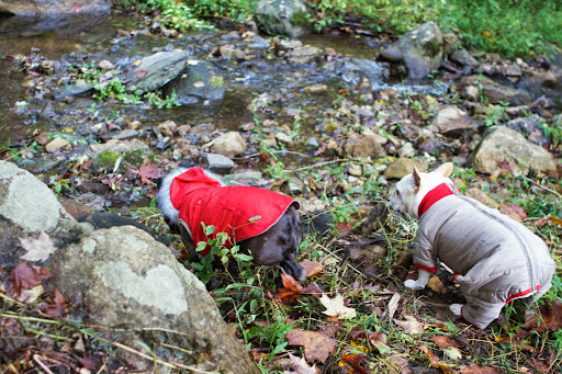 Sharkey, let's explore this little rivulet. We had a lot of rain last night, so it's really flowing. Sharkey, let's explore this little rivulet. We had a lot of rain last night, so it's really flowing.
