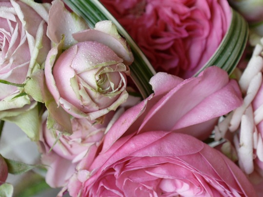 [rose%2520collage.jpg]