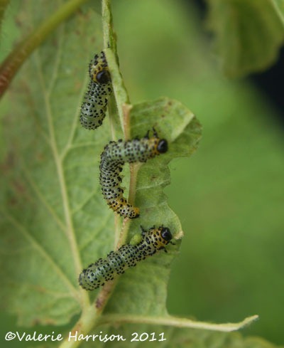 [gooseberry-sawfly-larva%255B2%255D.jpg]