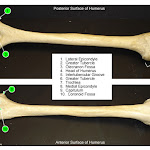 humerus_labeled.jpg