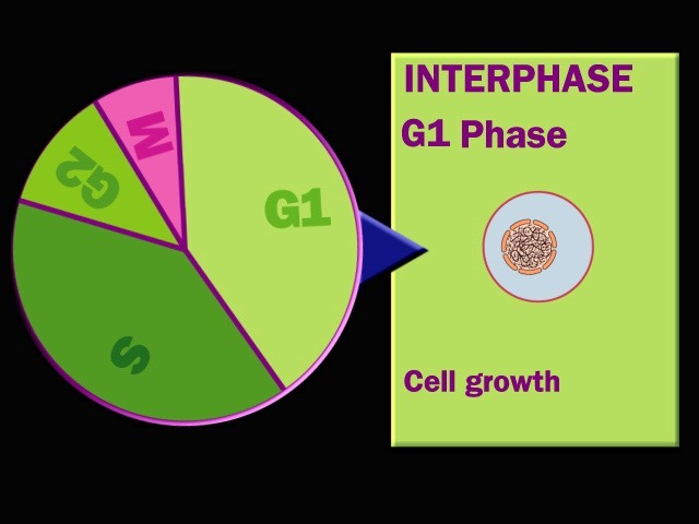 [Cell-cycle-Interphase3.jpg]