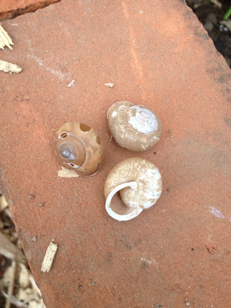 20120531 snail shells.JPG 20120531 snail shells