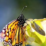 Monarch.jpg