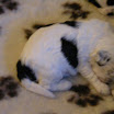 puppen anna 042.jpg