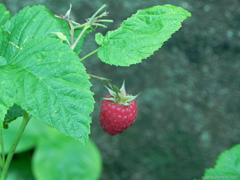 [raspberry-picking-1%255B1%255D.jpg]