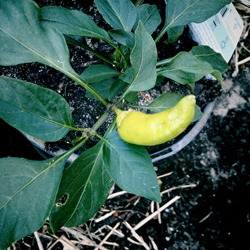 chilli