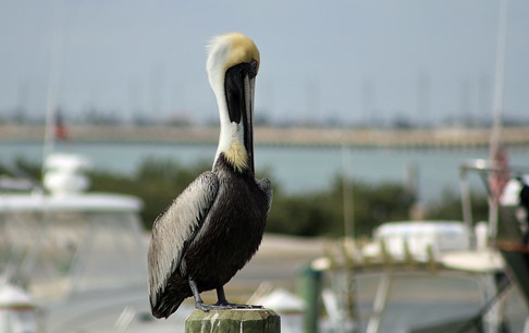 South Padre Pelican