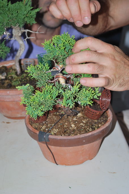 Juniperus chinensis de Domingo Acebedo.