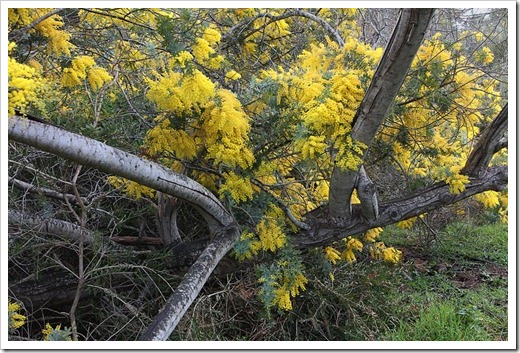 120211_UCSC_Arboretum_Acacia-baileyana_08 120211_UCSC_Arboretum_Acacia-baileyana_08