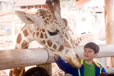 03 28 13_giraffe w boy