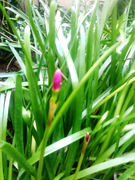 Spotting Image 1