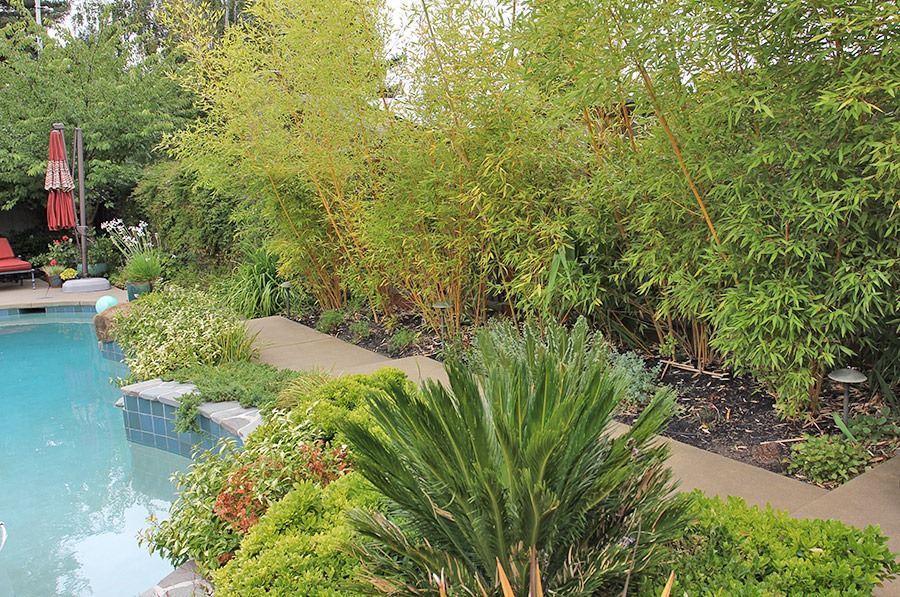 [110804_Phyllostachys-viridis-Robert-%255B6%255D.jpg]