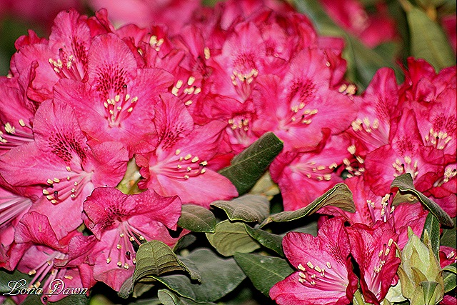 [Rhododendron_Red2%255B8%255D.jpg]