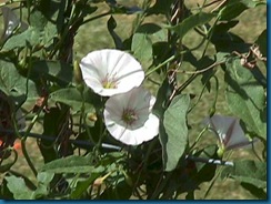 field-bindweed