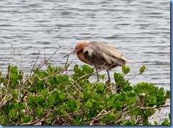 7775 Black Point Wildlife Drive, Merritt Island National Wildlife Refuge, Florida - Reddish egret