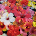 Colorful flowers