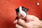 7 days old
