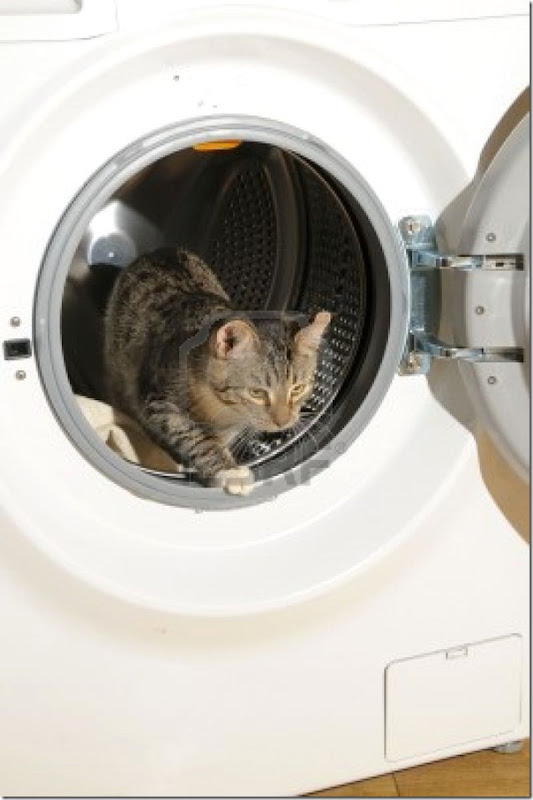 gatos lavadora (3)