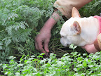 Oh, I see!  The carrots are in this row.