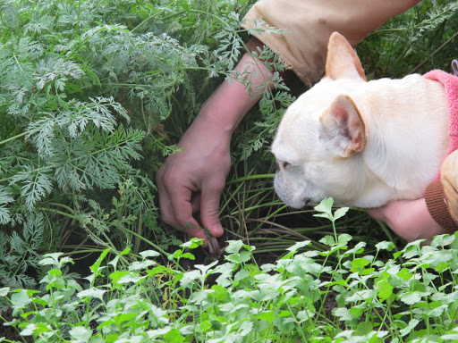 Oh, I see!  The carrots are in this row.