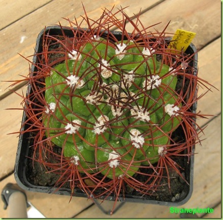 Gymnocalycium saglionis bagnato Gymnocalycium saglionis bagnato