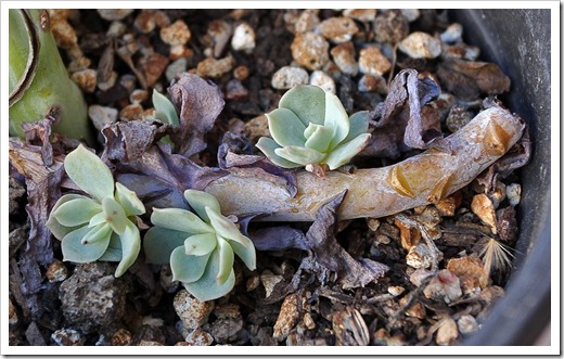 120202_Echeveria_glauca2