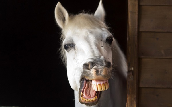 Horse-Smile-Funny