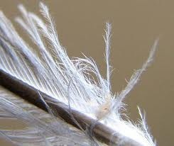 [feather%2520meal%255B2%255D.jpg]