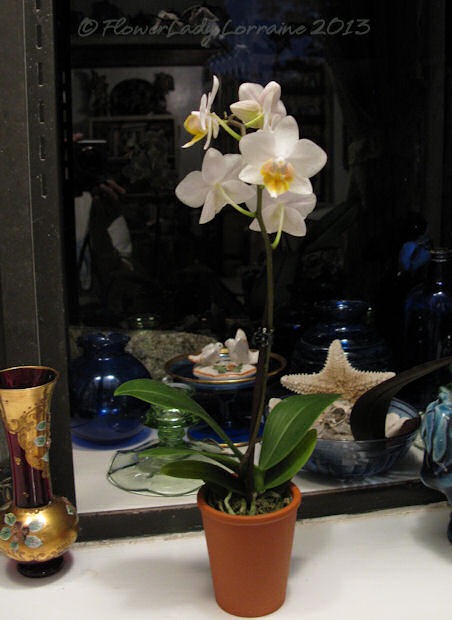 [02-24-f-p-orchid2%255B4%255D.jpg]