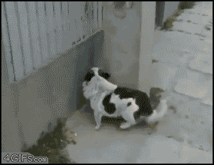 [Como%2520entrar%2520em%2520casa%2520pulando%2520o%2520muro%255B3%255D.gif]