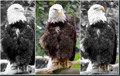 eagle collage
