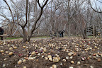 Will you just look at these thousands upon thousands of bulbs?  Since we know how to plant, let's get our paws to work and help.  I simply can't wait for Spring!