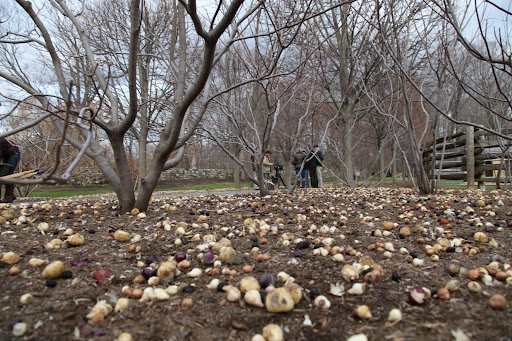 Will you just look at these thousands upon thousands of bulbs?  Since we know how to plant, let's get our paws to work and help.  I simply can't wait for Spring!