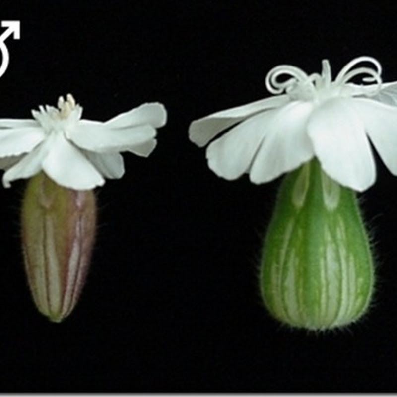 Compensación de la dosis génica en plantas