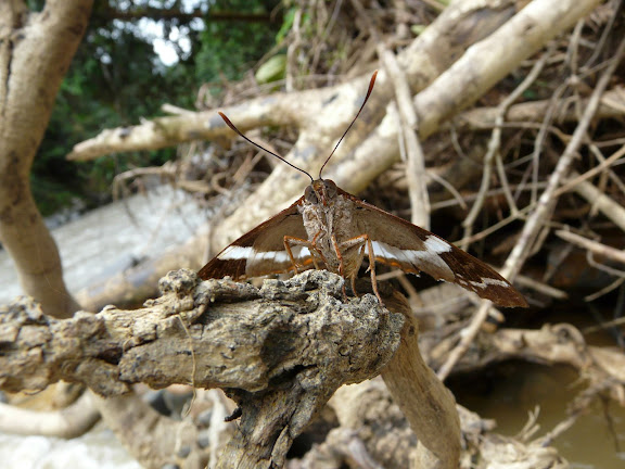 Castniidae : Telchin licus DRURY, 1773. Rio Zongo (alt. 600 m). Bolivie, 30 janvier 2008. Photo : J. F. Christensen