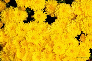 My_Yellows