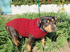 The shelter staff even photographed Georgie in a cute red sweater to help showcase his sweet demeanor. As is the case with so many, Georgie was brought in with no tags or microchip, and no one came to claim him.